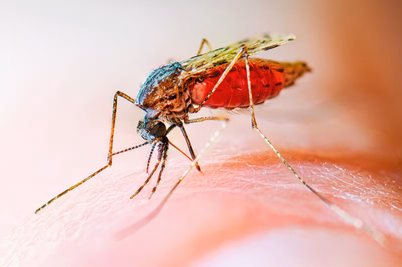 World Malaria Day